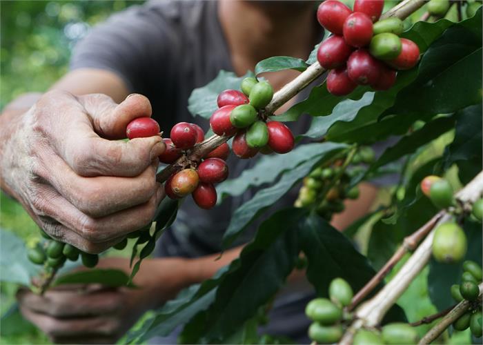 Qual'è la differenza fra un caffè specialty e uno non specialty?