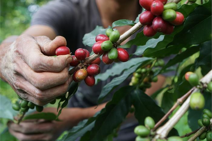 Qual'è la differenza fra un caffè specialty e uno non specialty?